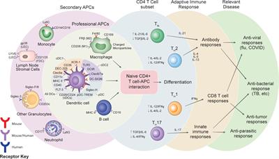 Cell-targeted vaccines: implications for adaptive immunity